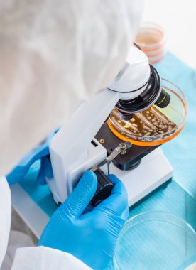 Laboratuvardaki petri kabındaki bakterileri inceleyin. Seçici odaklanma. Doğa.