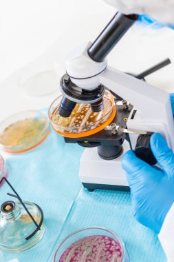 Laboratuvardaki petri kabındaki bakterileri inceleyin. Seçici odaklanma. Doğa.