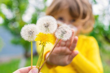 Çocuğun karahindibaya alerjisi var. Seçici odaklanma. Çocuk.
