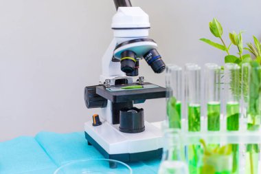 Laboratuvardaki bitkilerin araştırması. Seçici odaklanma. Doğa.