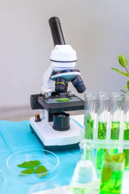 Laboratuvardaki bitkilerin araştırması. Seçici odaklanma. Doğa.