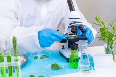 Laboratuvardaki bitkilerin araştırması. Seçici odaklanma. Doğa.