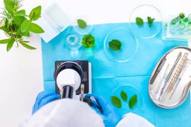 Laboratuvardaki bitkilerin araştırması. Seçici odaklanma. Doğa.