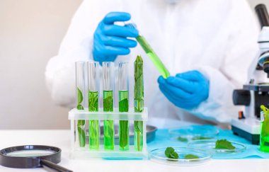 Laboratuvardaki bitkilerin araştırması. Seçici odaklanma. Doğa.