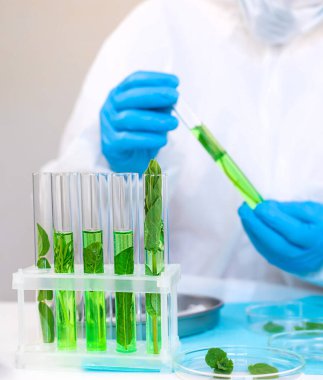 Laboratuvardaki bitkilerin araştırması. Seçici odaklanma. Doğa.