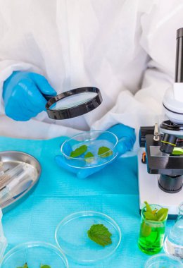 Laboratuvardaki bitkilerin araştırması. Seçici odaklanma. Doğa.