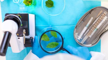 Laboratuvardaki bitkilerin araştırması. Seçici odaklanma. Doğa.