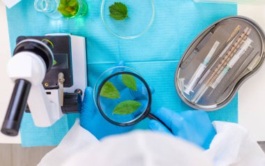 Laboratuvardaki bitkilerin araştırması. Seçici odaklanma. Doğa.