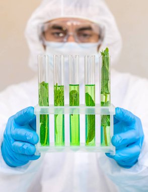 Laboratuvardaki bitkilerin araştırması. Seçici odaklanma. Doğa.