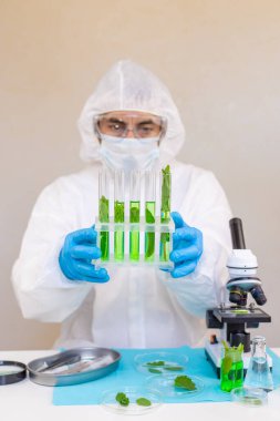 Laboratuvardaki bitkilerin araştırması. Seçici odaklanma. Doğa.