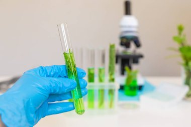 Laboratuvardaki bitkilerin araştırması. Seçici odaklanma. Doğa.