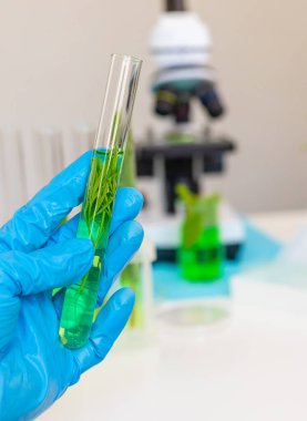 Laboratuvardaki bitkilerin araştırması. Seçici odaklanma. Doğa.