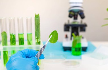 Laboratuvardaki bitkilerin araştırması. Seçici odaklanma. Doğa.