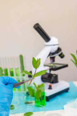 Laboratuvardaki bitkilerin araştırması. Seçici odaklanma. Doğa.