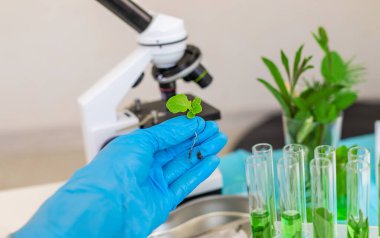 Laboratuvardaki bitkilerin araştırması. Seçici odaklanma. Doğa.