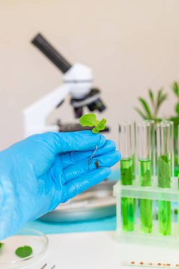 Laboratuvardaki bitkilerin araştırması. Seçici odaklanma. Doğa.