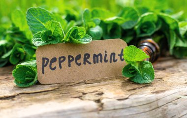 Nane özü, temel yağ ve takviyeler. Seçici odaklanma. Doğa.