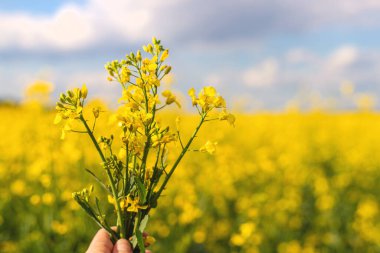 Hardal tarlası sarıya dönüyor. Seçici odaklanma. Doğa.