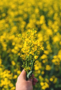 Hardal tarlası sarıya dönüyor. Seçici odaklanma. Doğa.