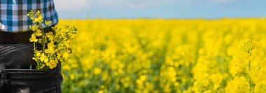 Hardal tarlasında çiftçi. Seçici odaklanma. Doğa.