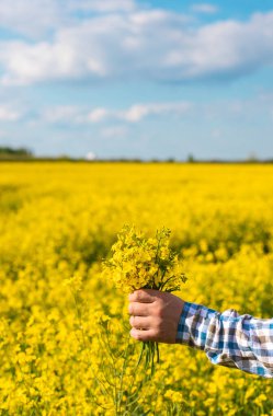 Hardal tarlasında çiftçi. Seçici odaklanma. Doğa.