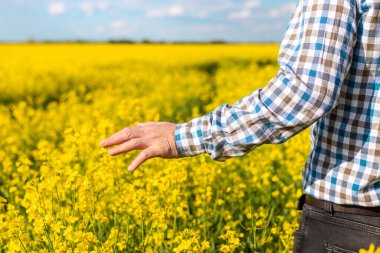 Hardal tarlasında çiftçi. Seçici odaklanma. Doğa.