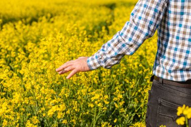 Hardal tarlasında çiftçi. Seçici odaklanma. Doğa.
