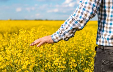 Hardal tarlasında çiftçi. Seçici odaklanma. Doğa.