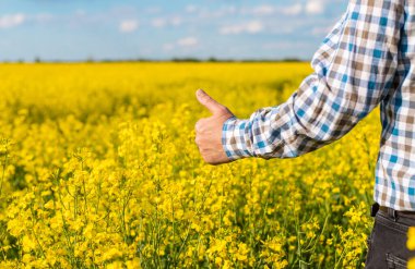 Hardal tarlasında çiftçi. Seçici odaklanma. Doğa.