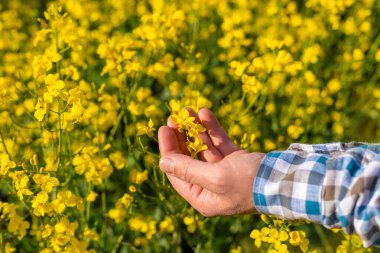 Hardal tarlasında çiftçi. Seçici odaklanma. Doğa.