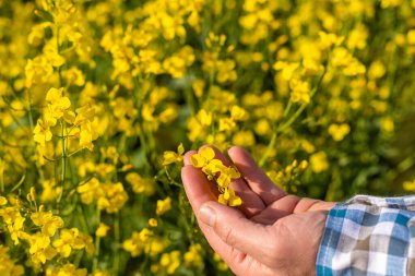Hardal tarlasında çiftçi. Seçici odaklanma. Doğa.