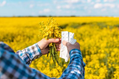 Sarı tarla çiçekleri alerjisi. Seçici odaklanma. Doğa.