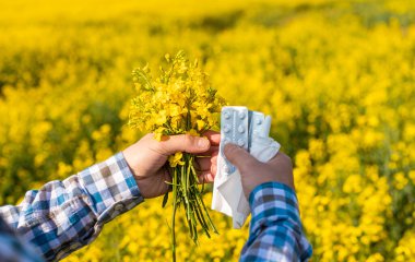 Sarı tarla çiçekleri alerjisi. Seçici odaklanma. Doğa.