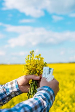 Sarı tarla çiçekleri alerjisi. Seçici odaklanma. Doğa.