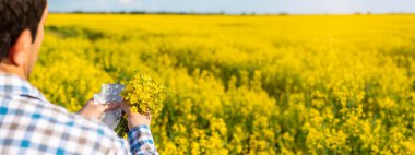 Sarı tarla çiçekleri alerjisi. Seçici odaklanma. Doğa.
