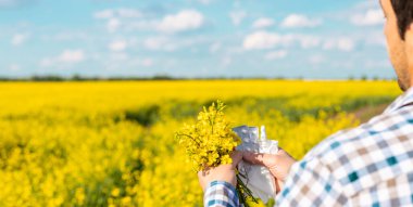 Sarı tarla çiçekleri alerjisi. Seçici odaklanma. Doğa.