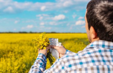 Sarı tarla çiçekleri alerjisi. Seçici odaklanma. Doğa.