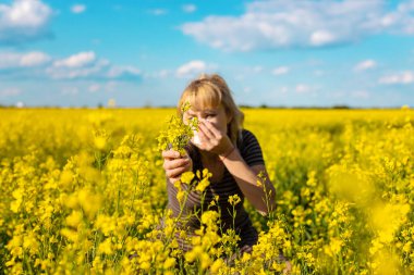 Sarı tarla çiçekleri alerjisi. Seçici odaklanma. Doğa.