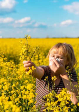 Sarı tarla çiçekleri alerjisi. Seçici odaklanma. Doğa.