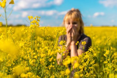 Sarı tarla çiçekleri alerjisi. Seçici odaklanma. Doğa.