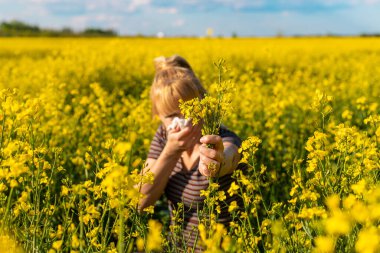 Sarı tarla çiçekleri alerjisi. Seçici odaklanma. Doğa.