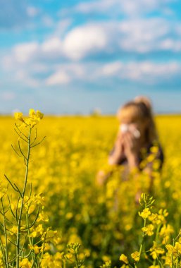 Sarı tarla çiçekleri alerjisi. Seçici odaklanma. Doğa.