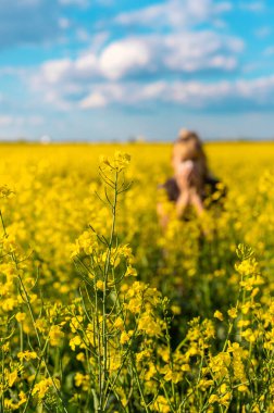 Sarı tarla çiçekleri alerjisi. Seçici odaklanma. Doğa.