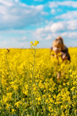 Sarı tarla çiçekleri alerjisi. Seçici odaklanma. Doğa.