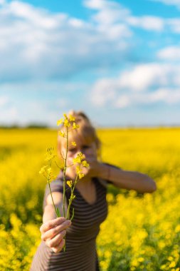 Sarı tarla çiçekleri alerjisi. Seçici odaklanma. Doğa.