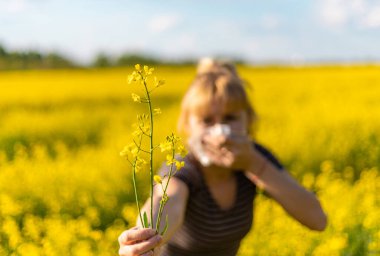 Sarı tarla çiçekleri alerjisi. Seçici odaklanma. Doğa.