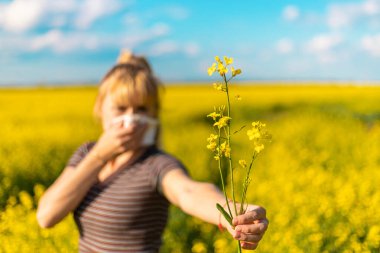 Sarı tarla çiçekleri alerjisi. Seçici odaklanma. Doğa.