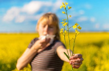 Sarı tarla çiçekleri alerjisi. Seçici odaklanma. Doğa.