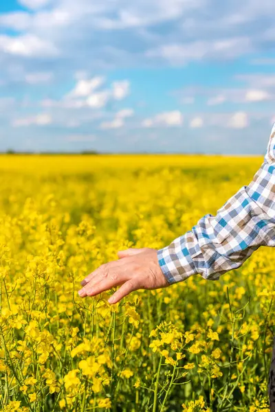 Hardal tarlasında çiftçi. Seçici odaklanma. Doğa.