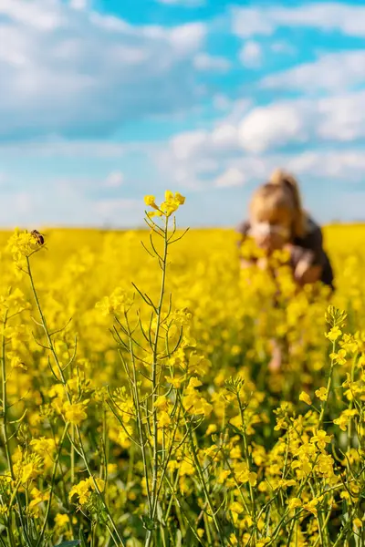 Sarı tarla çiçekleri alerjisi. Seçici odaklanma. Doğa.